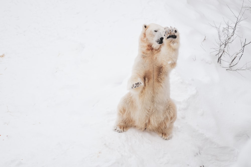 brown animal sitting on snow field