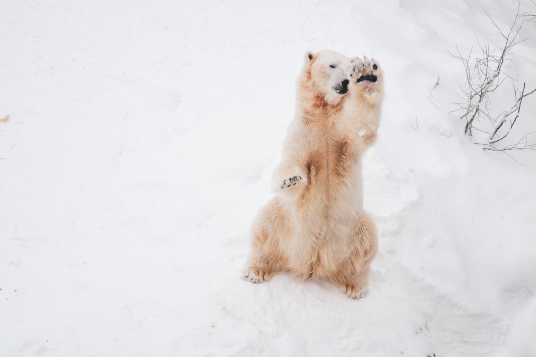 brown animal sitting on snow field