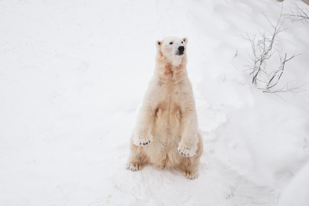 polar bear standing on snow