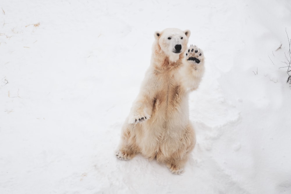 aerial view photography of polar bear