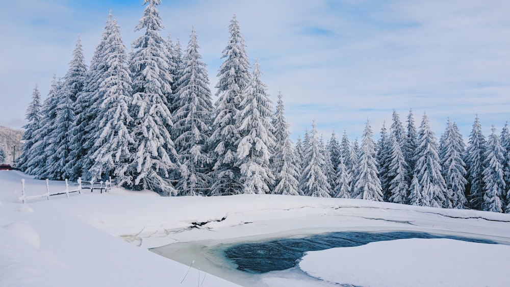 pine trees during winter