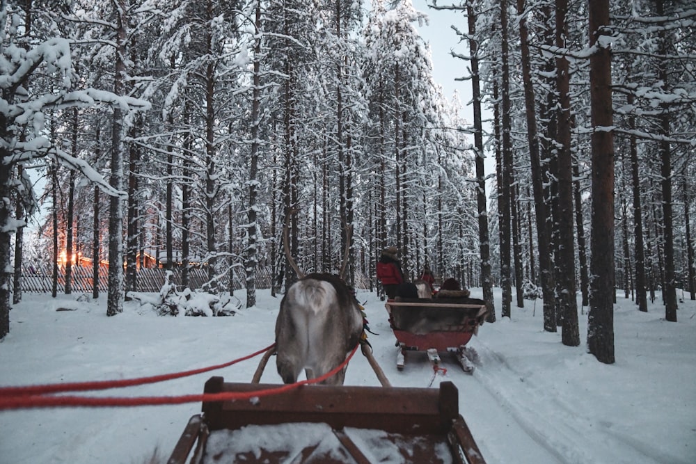 two sleighs on snowy road
