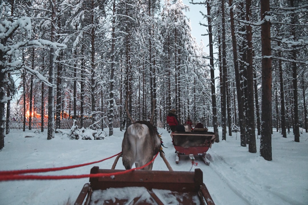 two sleighs on snowy road