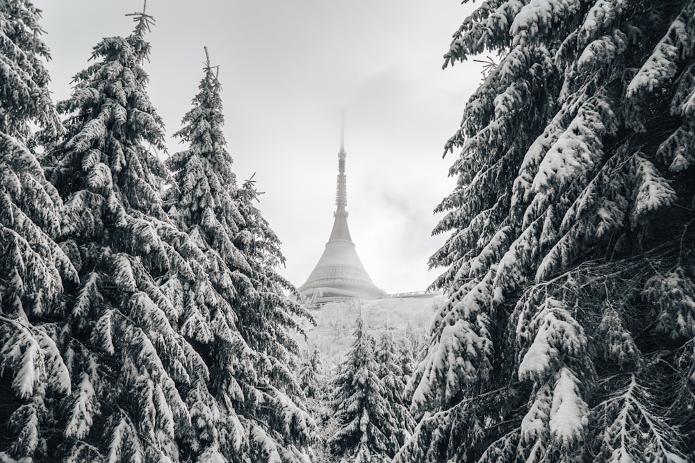 photo of snow-covered temple between pine trees