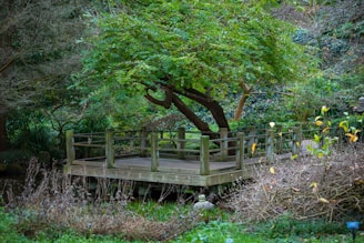 A serene wooden platform surrounded by lush greenery and a large, leafy tree that overhangs the deck. The foreground features wild shrubs and plants, while the background is densely covered with foliage. The setting is likely a tranquil garden or park area, providing a sense of peace and natural beauty.