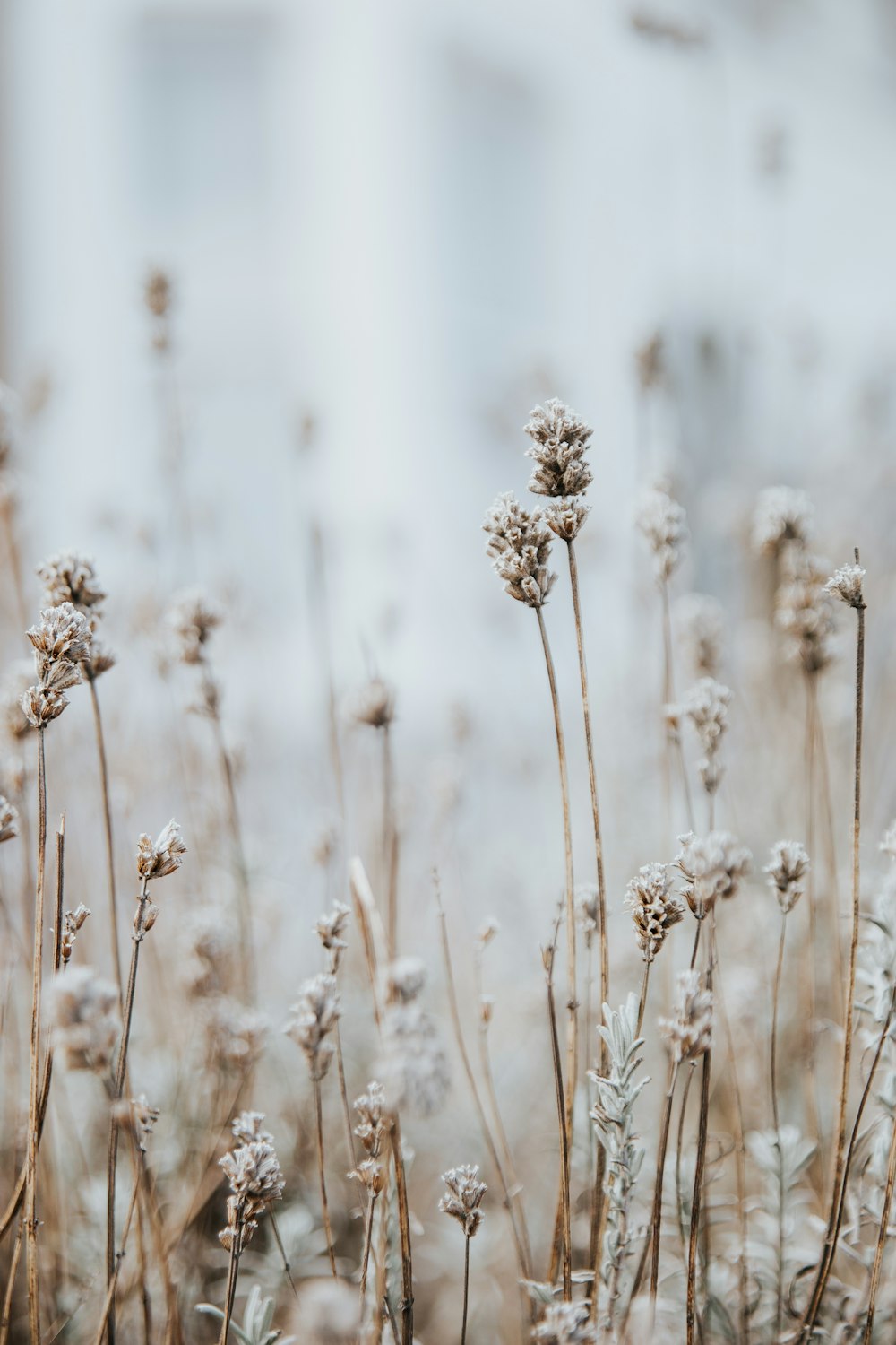 white petaled flowers macro photography