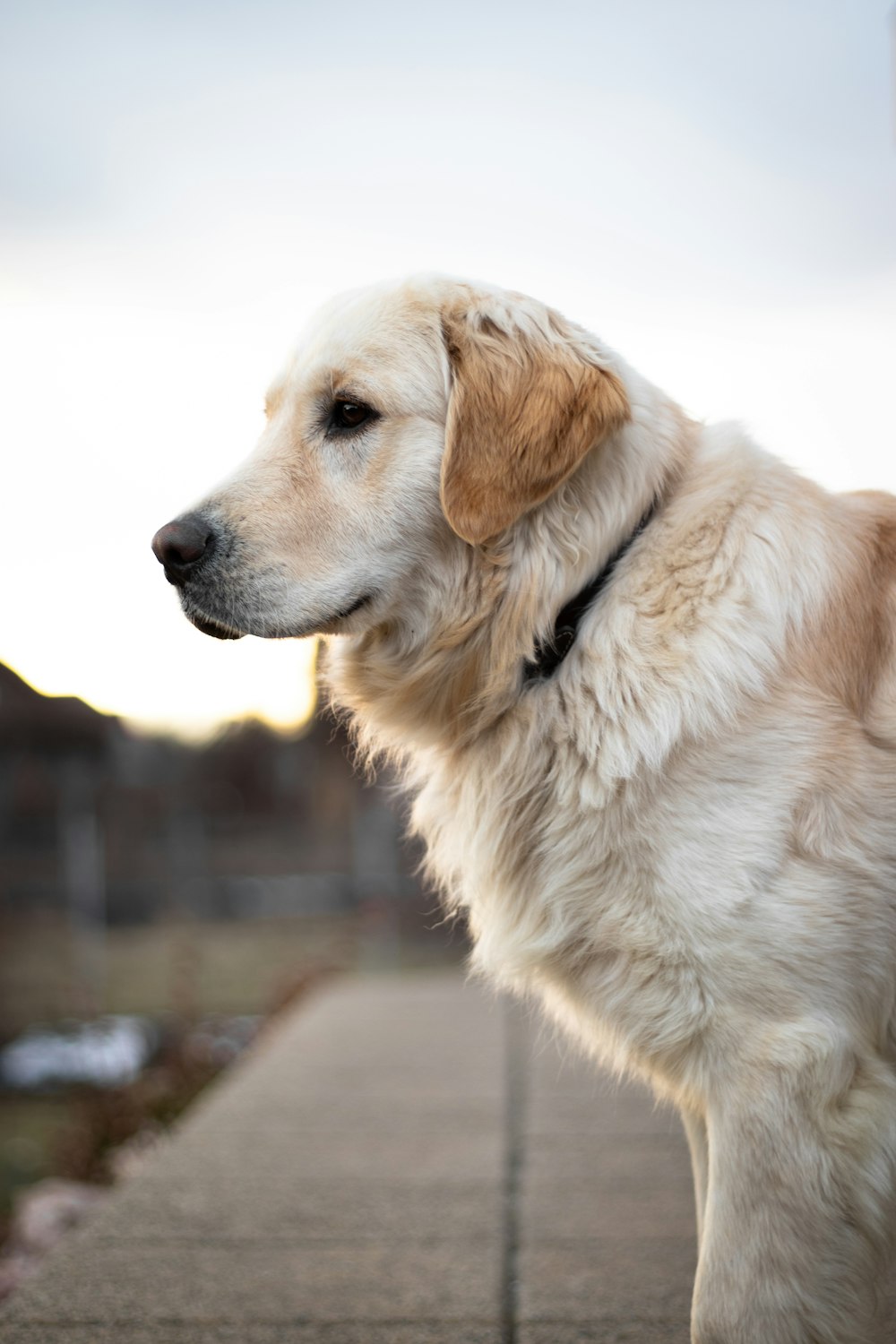 short-coated brown dog macro photography