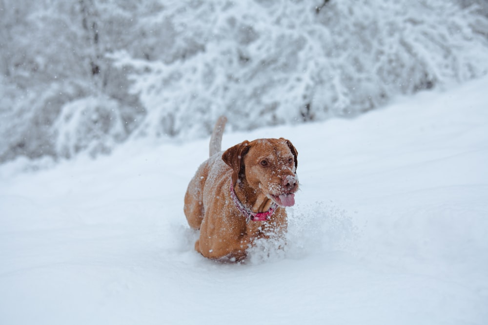 tan dog playing on snow