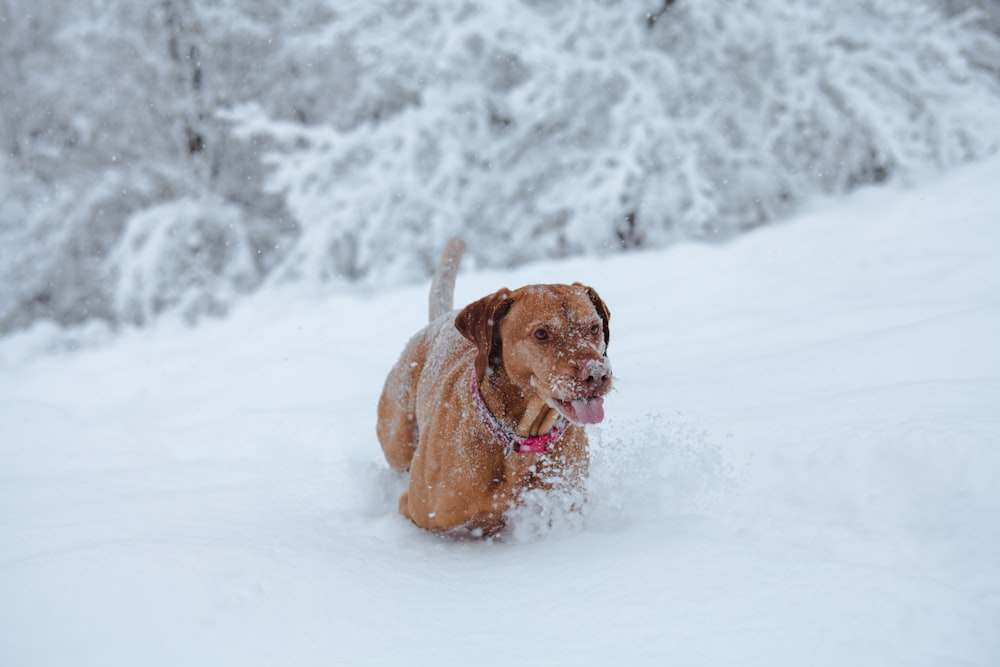 Perro bronceado jugando en la nieve