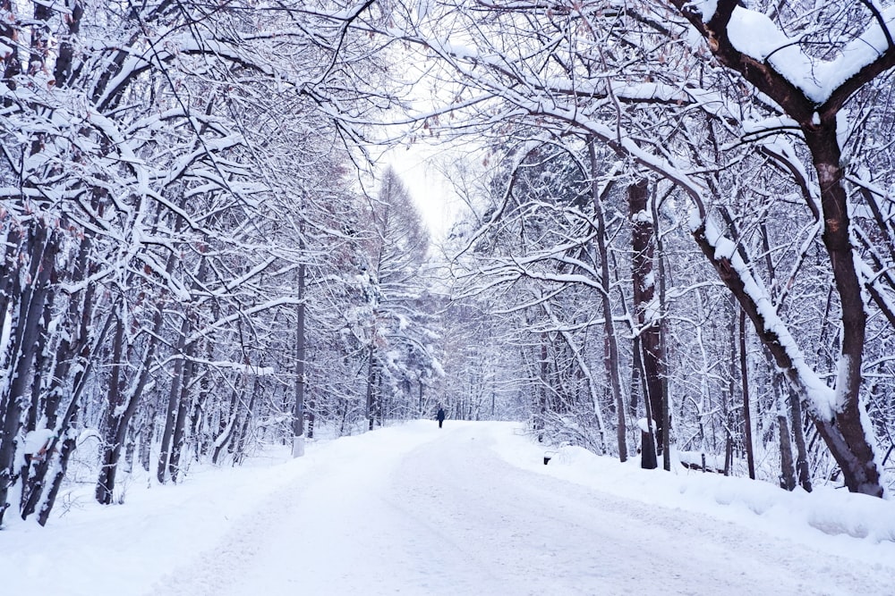 snow covered road and bare trees during daytime