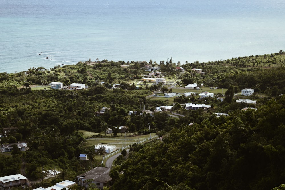 aerial view of houses surrounded by trees at shore during daytime