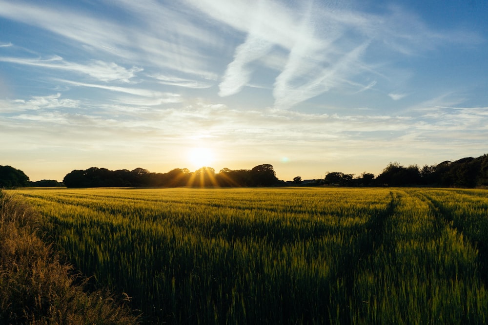 campo verde bajo el cielo azul y blanco durante la puesta del sol