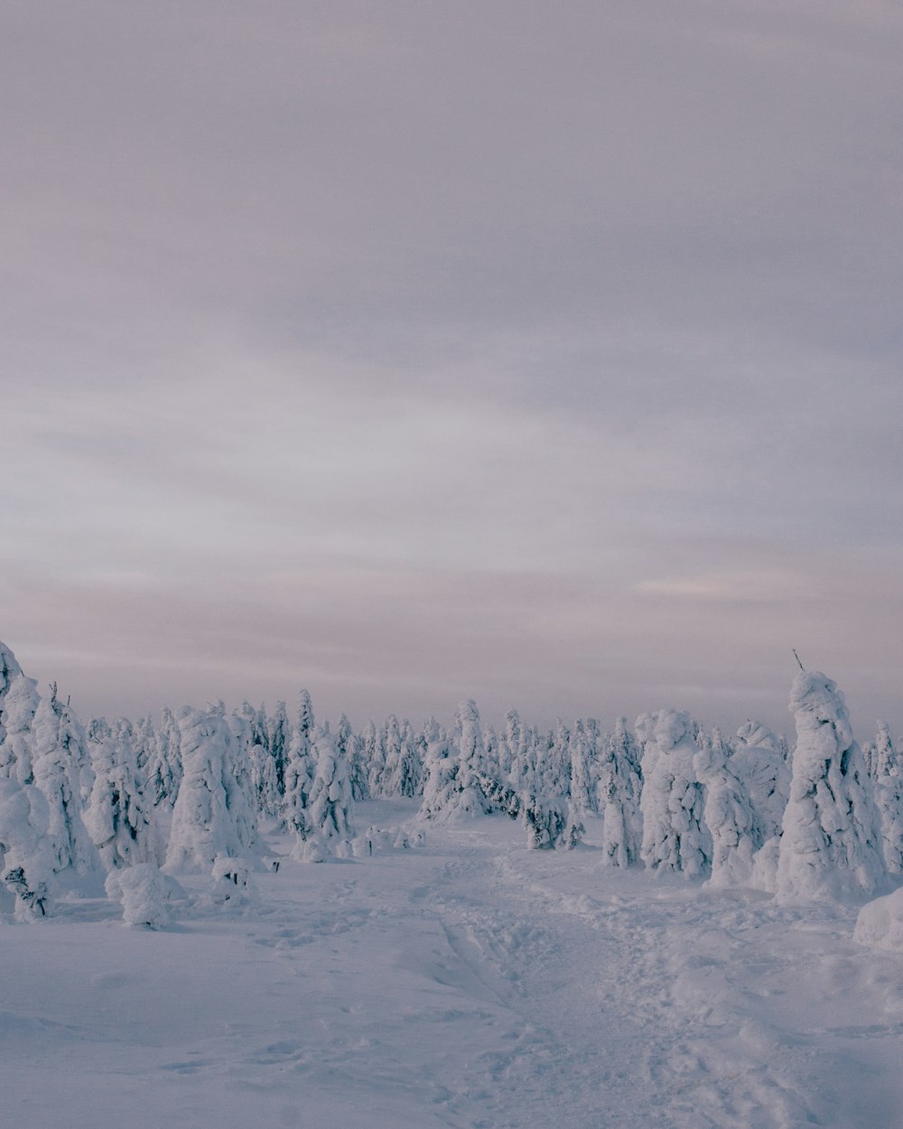 pine trees coated with snpw