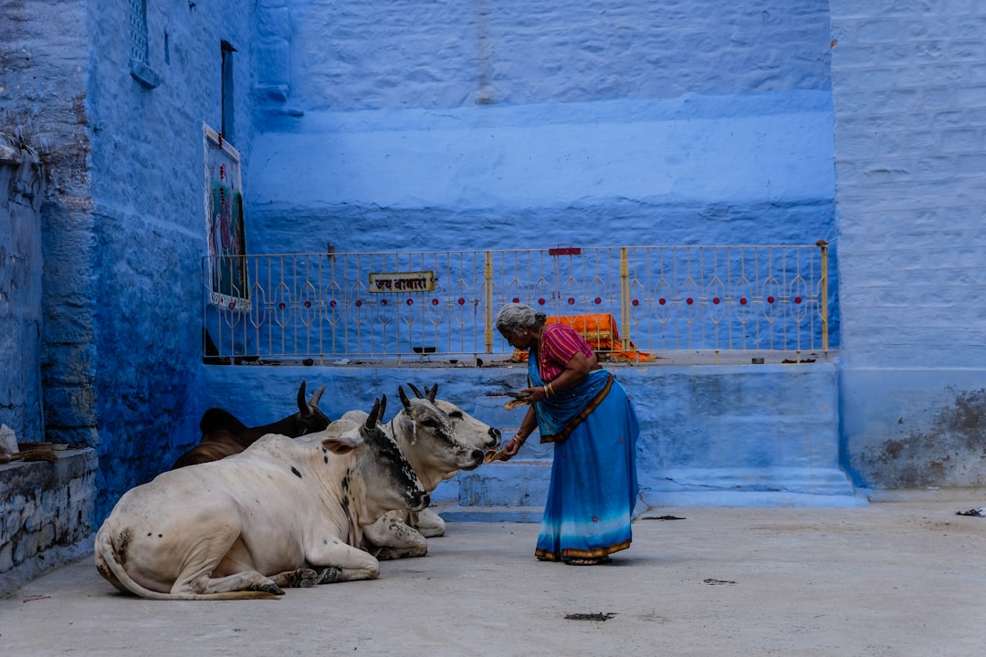 woman feeding cow, the old woman