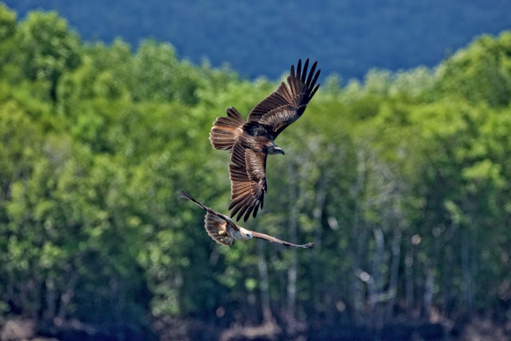 two birds flying at sky