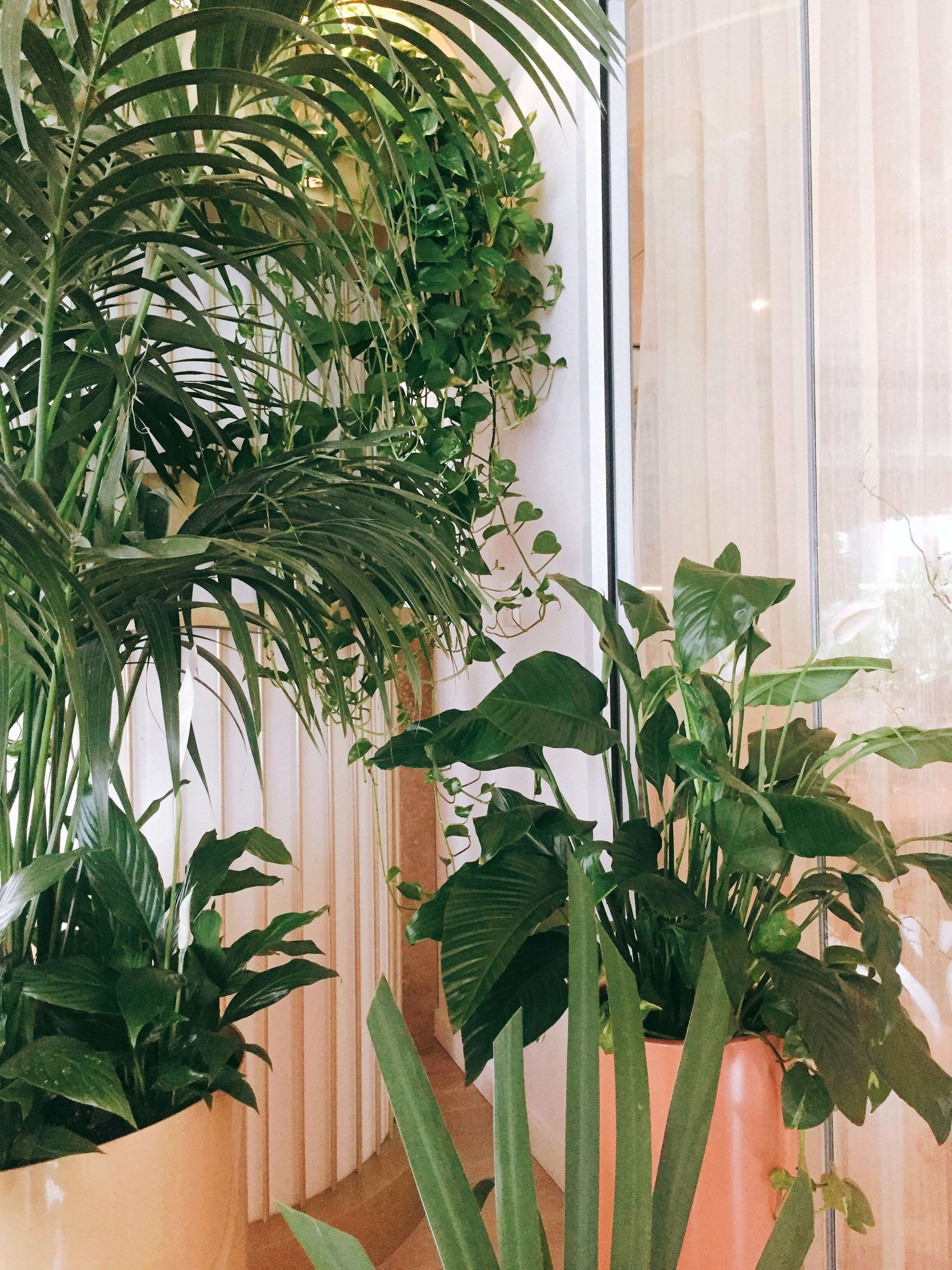 Vibrant Indoor Plant Collection