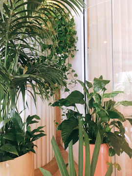 Indoor office plants arranged beautifully in modern workspace