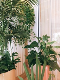A collection of lush green indoor plants in large planters, surrounded by tall vertical blinds and a glass window. The space is bright and likely part of an indoor room with ample natural light.