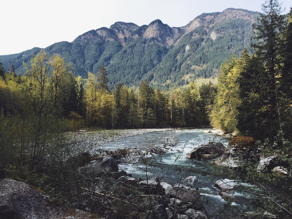 montagne et arbres