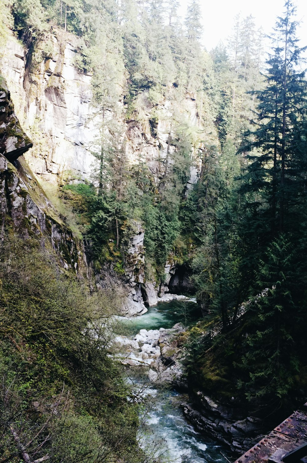 creek between trees during daytime