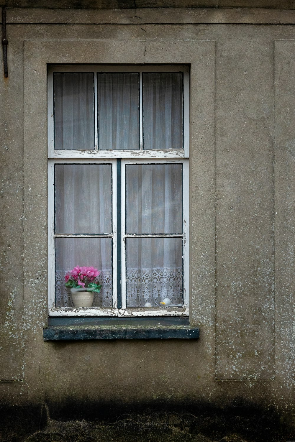 pink flowers near window