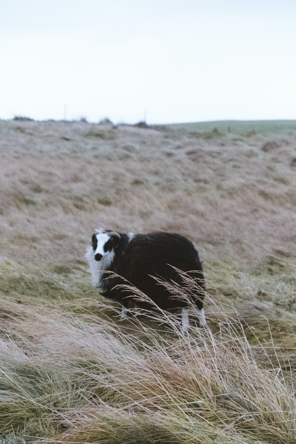 black and white long-coat dog standing on grass