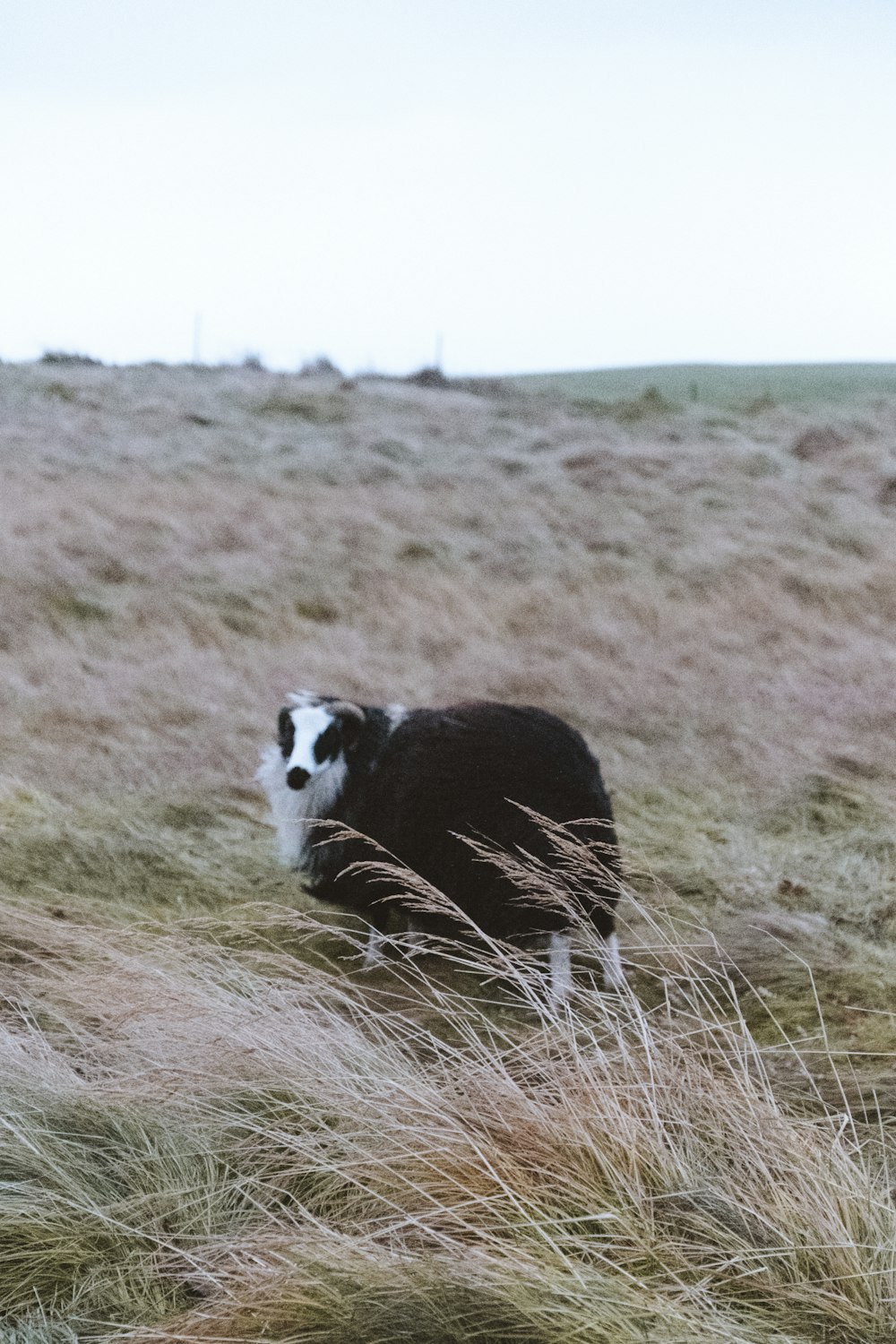 schwarz-weißer langhaariger Hund, der auf Gras steht