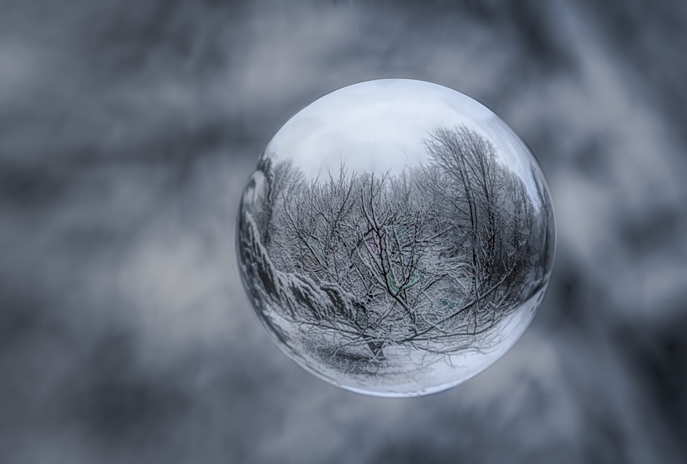 Foto in scala di grigi di un albero spoglio