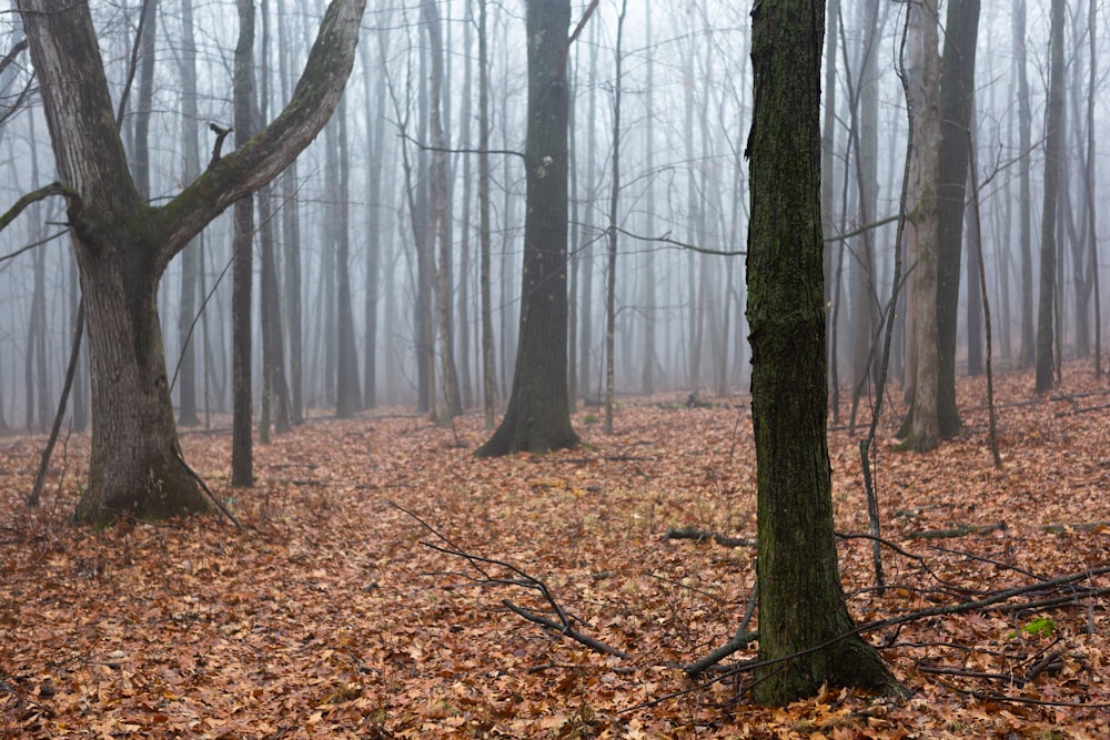 empty forest