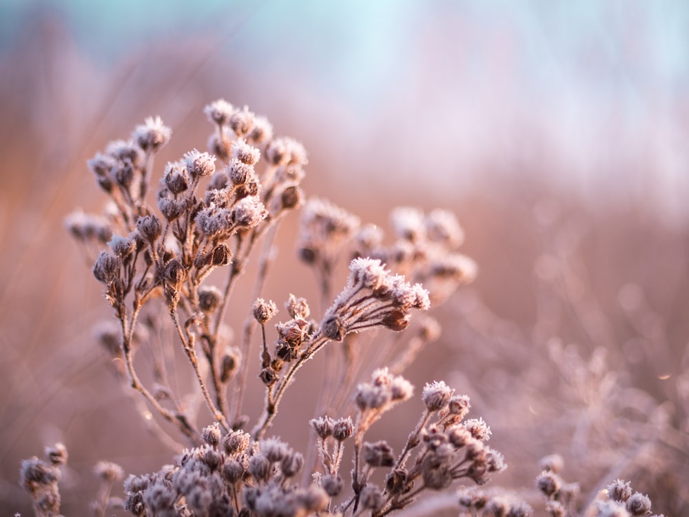 selective focus photography of white plants