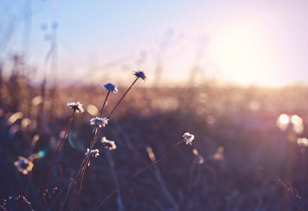 shallow focus photo of white flowers