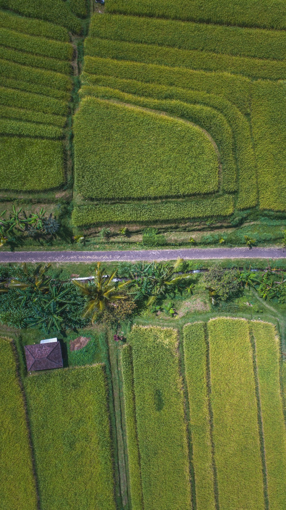 Fotografía aérea de un campo verde durante el día