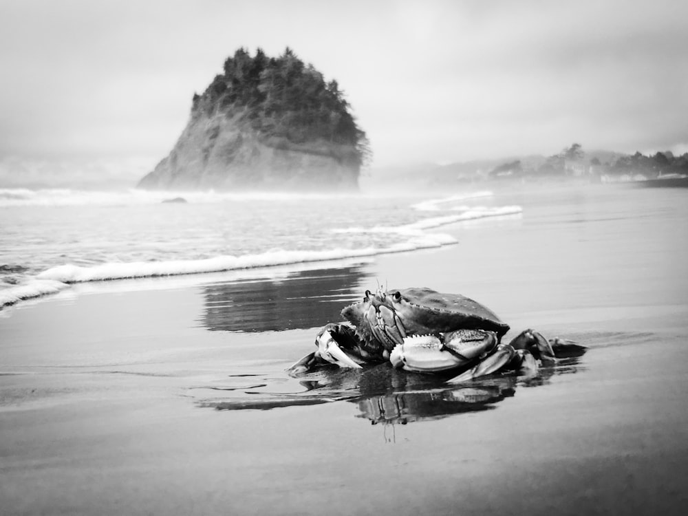 a black and white photo of a turtle on the beach
