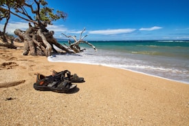 Sandals rest on a sandy beach with gentle waves kissing the shore. A driftwood tree with twisted branches clings to the sand, while the ocean stretches into the horizon under a clear blue sky.