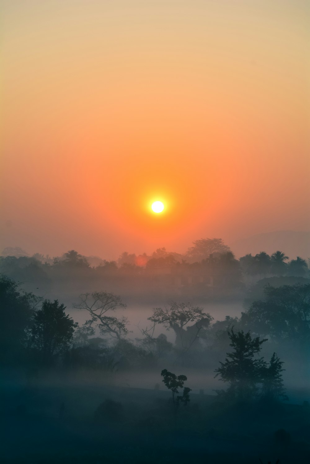 silhouette of trees during golden hour