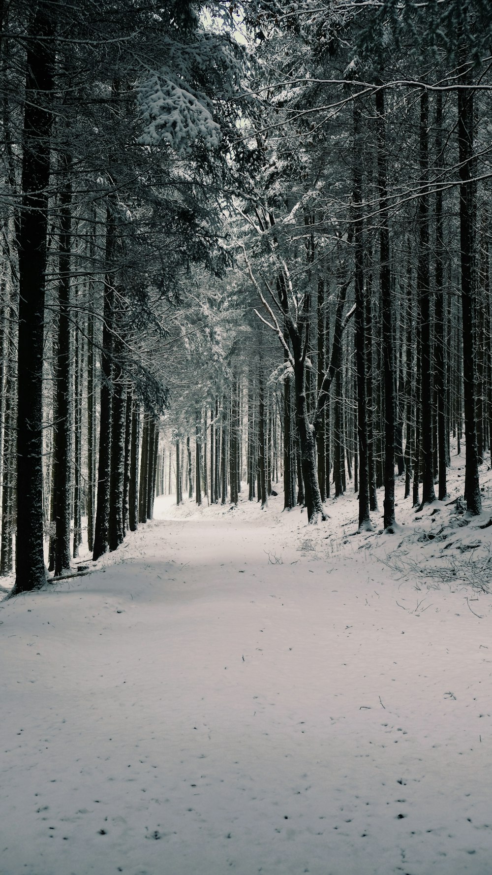 snow covered road between green trees