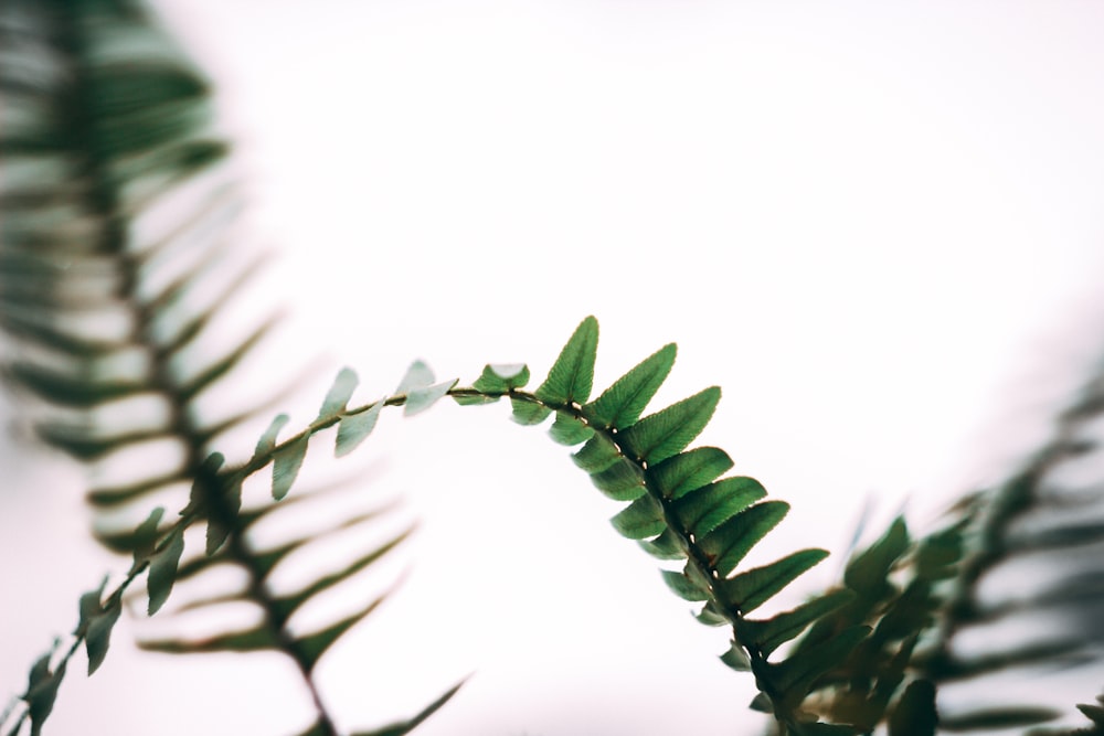 green-leafed plant