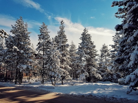 Snow-dusted pine trees under a bright blue alpine sky at dawn.