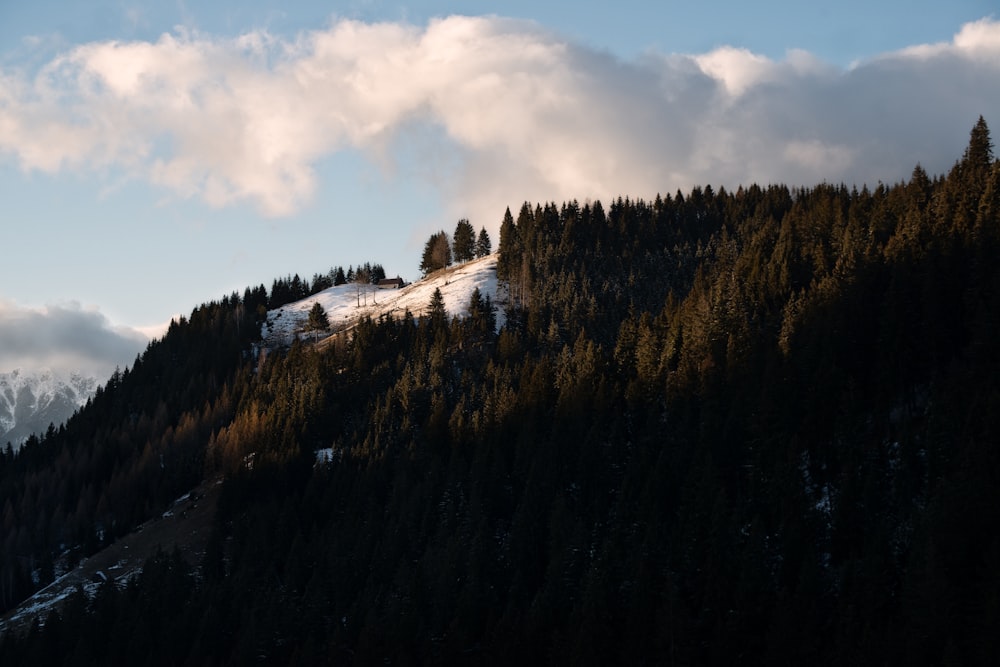 green pine trees below white clouds