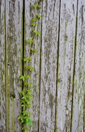 A weathered wooden fence features vertical planks with a rustic texture, marked by cracks, knots, and varying shades of gray and brown. A vine with vibrant green leaves climbs up the joint between two planks, adding a touch of color and life to the aged wood.