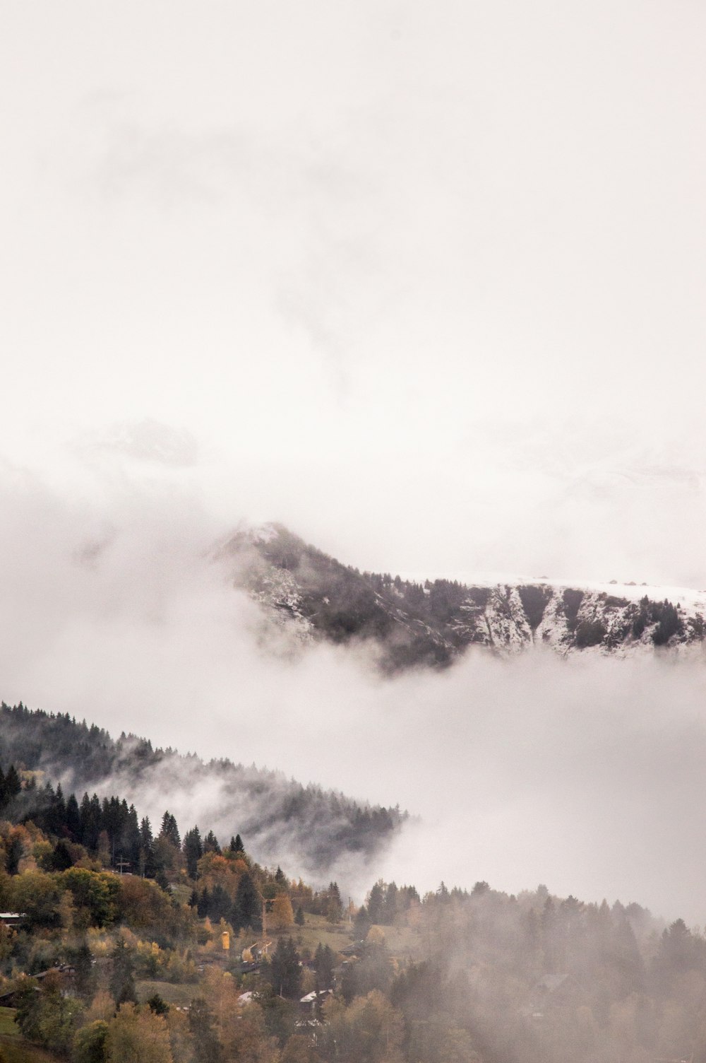 green trees with mountain covered with clouds