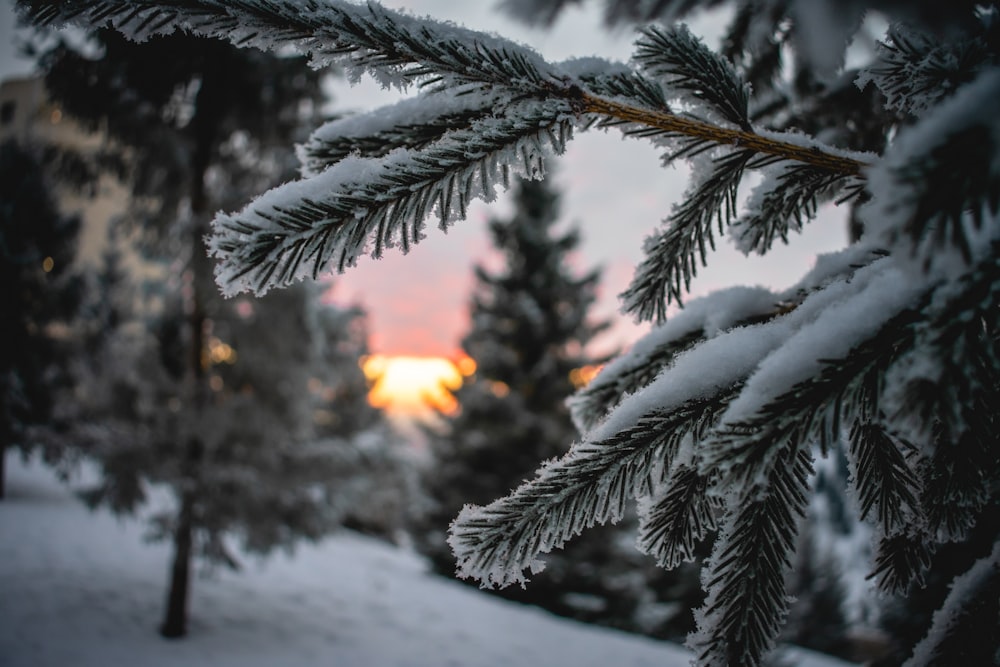 selective focus photo of pine leaves covered with snow