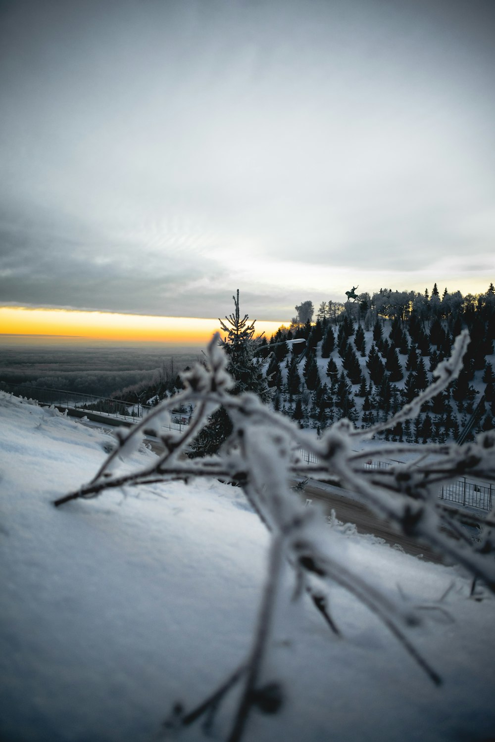 snow covered tree branch