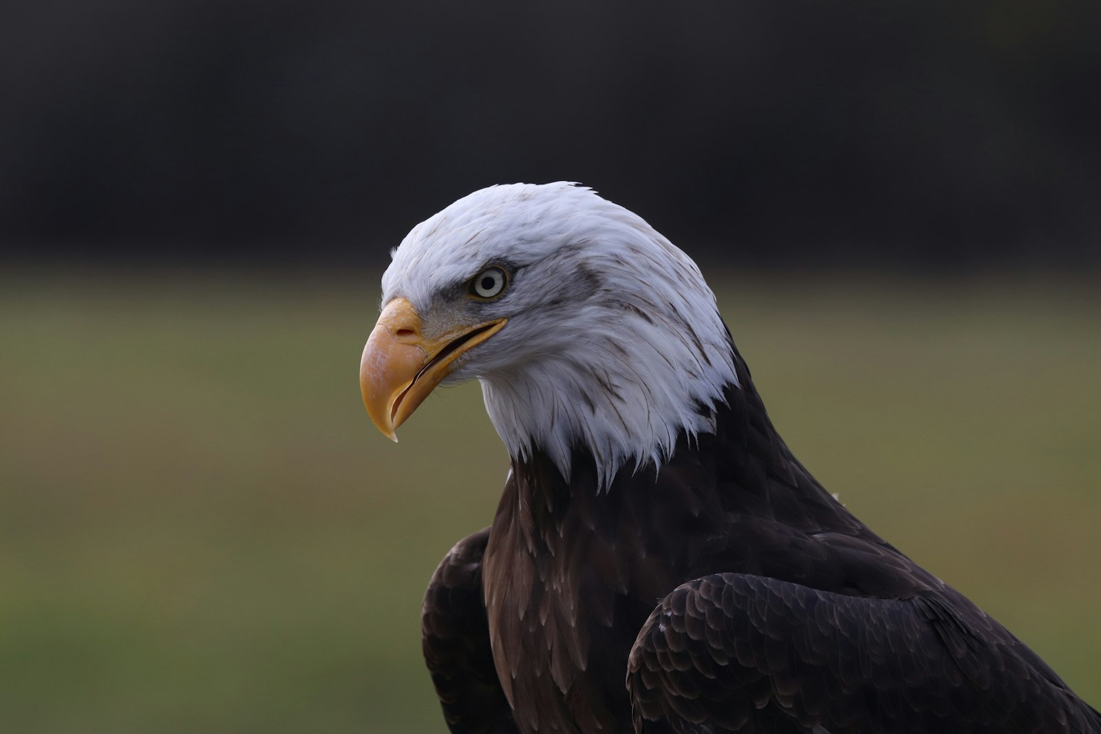 Canon EF 100-400mm F4.5-5.6L IS USM sample photo. American eagle during daytime photography