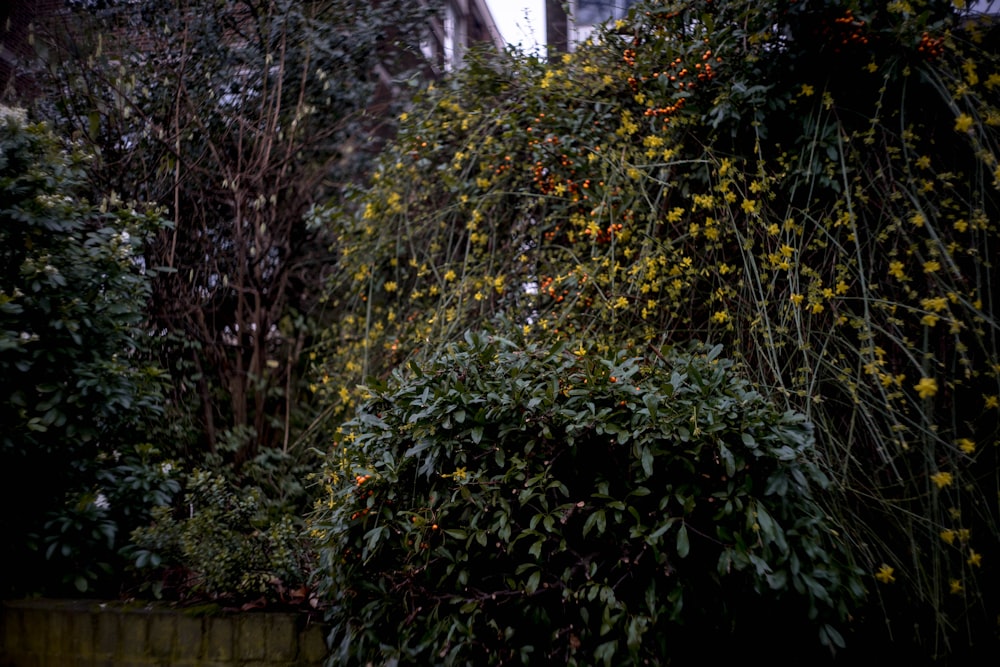 yellow petaled flower plant