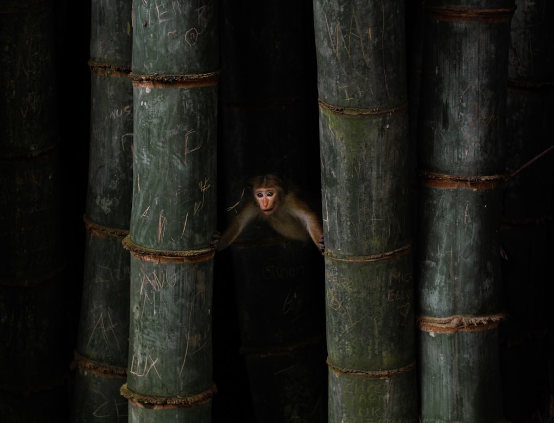 brown monkey between two green bamboos