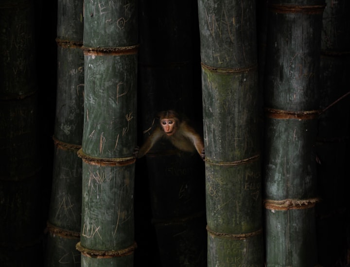 Peradeniya - The Main Botanical Garden of Sri Lanka