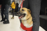 A happy pet parent hugging their dog dressed in a bright, cozy sweater