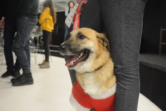 A happy dog wearing a colorful custom-made sweater sitting next to a smiling cat in a handmade dress.