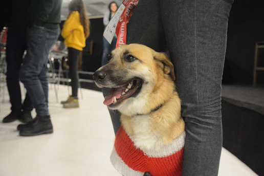 A happy dog wearing a custom-fitted sweater, smiling in a cozy home setting.